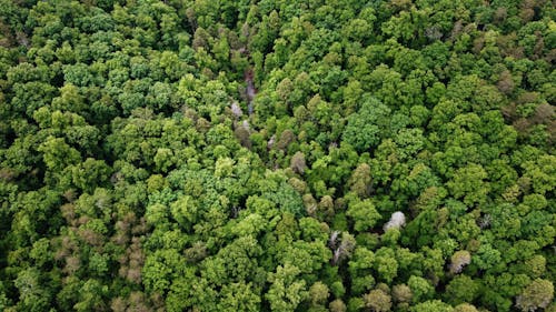 Green Trees in the Forest