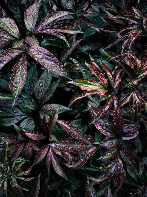 Free Close-up of lush green and red leaves with water droplets. Perfect nature background image. Stock Photo