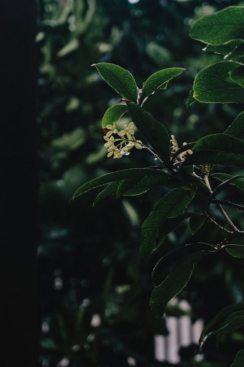 Бесплатное стоковое фото с белые цветы, вертикальный выстрел, вечнозеленый