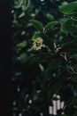 Green Leaves in Tilt Shift Lens