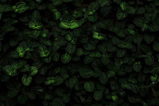 Deep green foliage with a moody and textured appearance found in a Sri Lankan garden.