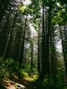 Green Trees in Forest