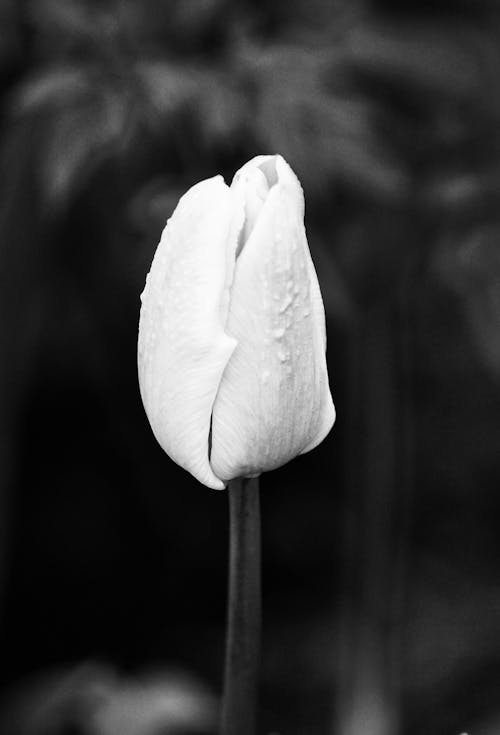 Grayscale Photo of White Tulip