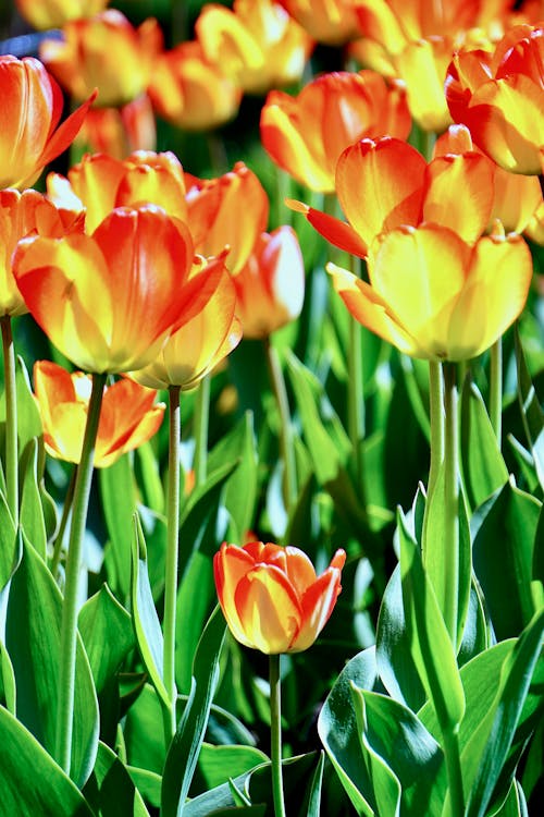 Yellow and Red Tulips in Bloom