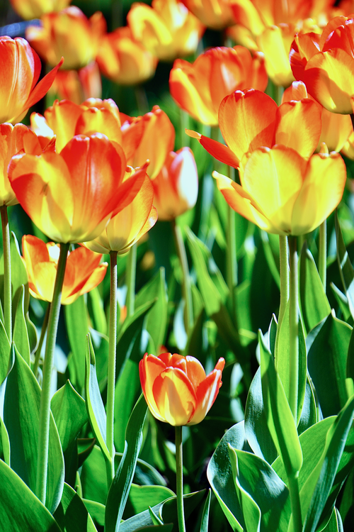 Free A vibrant field of blooming orange and yellow tulips captured in close-up on a sunny day. Stock Photo