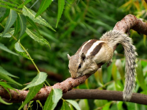 무료 나뭇 가지에 갈색 다람쥐 스톡 사진