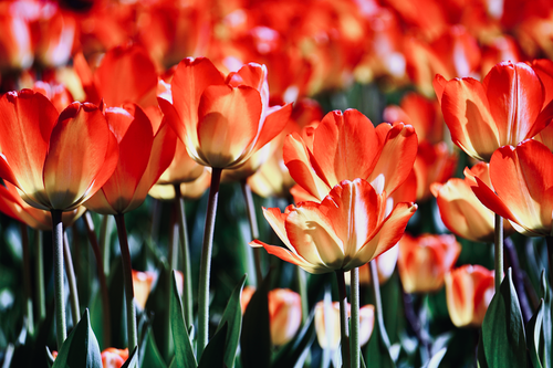 Free A vivid display of blooming orange tulips under bright daylight. Stock Photo