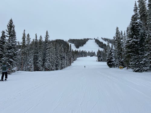 Kostnadsfri bild av barrträd, berg, frost