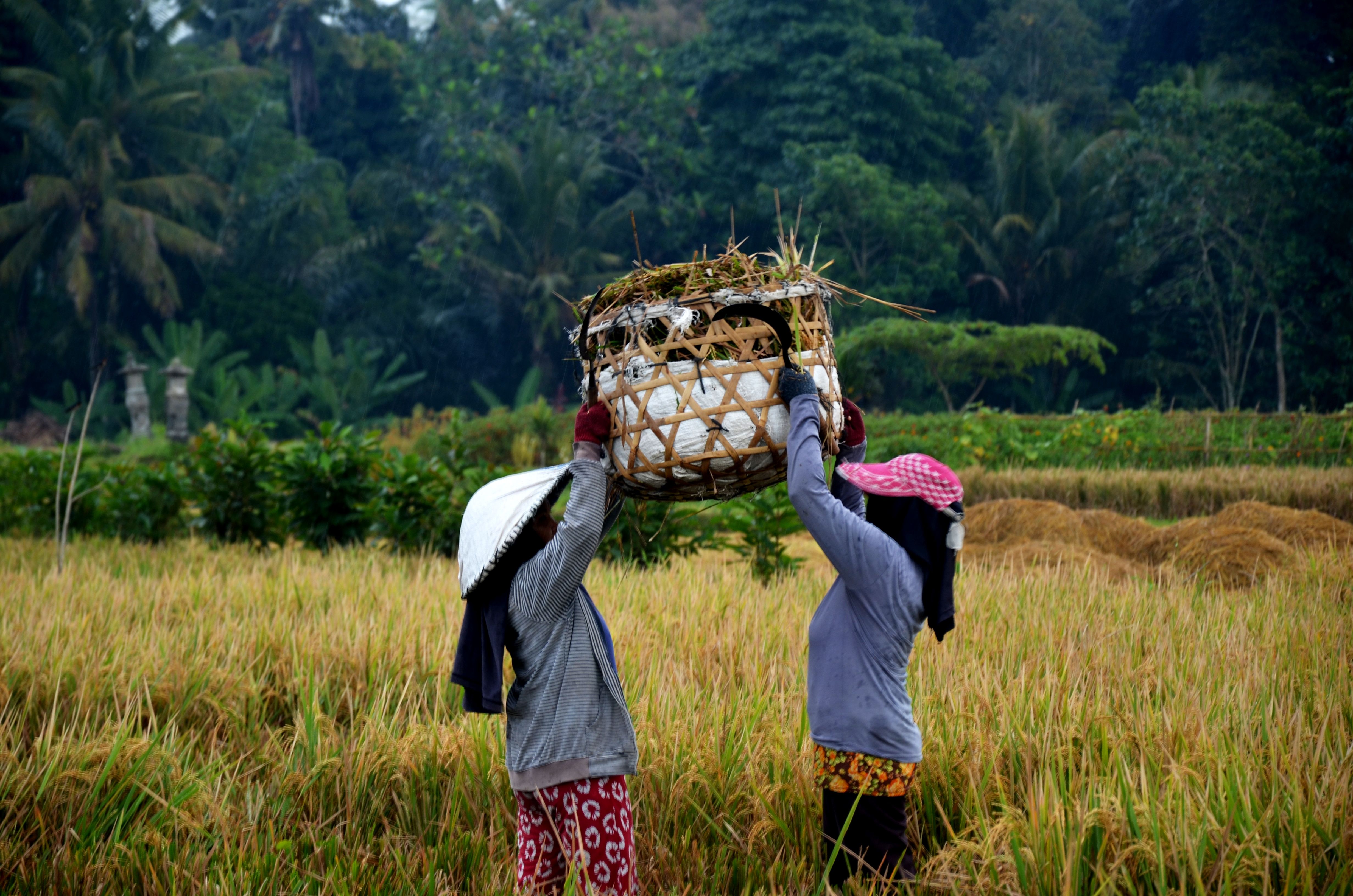 Two women farmers in Bali, Indonesia, working in rice fields, carrying a woven basket.