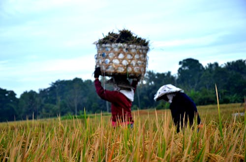 Woman carrying a big basket of paddy rice after harvest timie