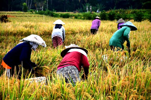 A group of women harvesting paddy rice