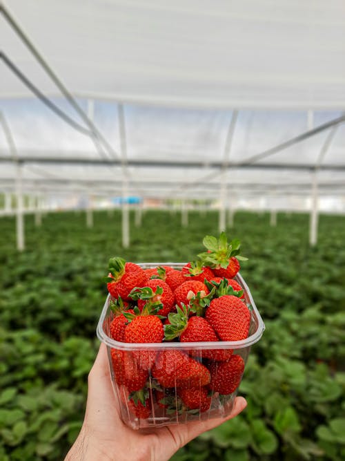 Free stock photo of field, garden, strawberry