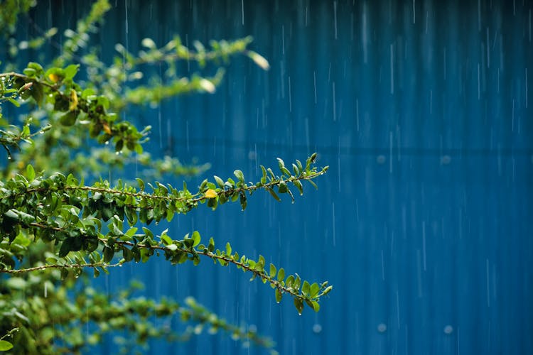 Green Tree Branches Wet From Rain 