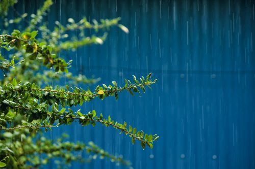 Free Close-up of green branches with raindrops against a blue background, capturing a rainy day. Stock Photo