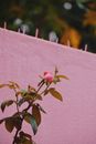 The Rose