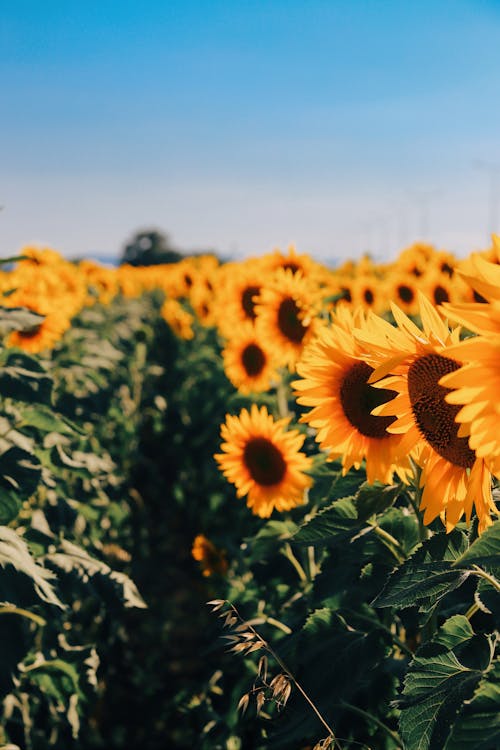 Fotos de stock gratuitas de campo de girasoles, de cerca, flor