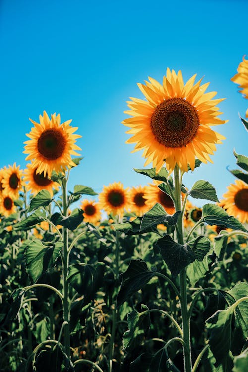 Ilmainen kuvapankkikuva tunnisteilla auringonkukkaketo, kasvikunta, keltaiset kukat