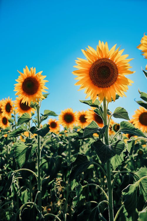 Fotos de stock gratuitas de campo de girasoles, de cerca, flora