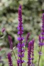 Purple Flower in Tilt Shift Lens