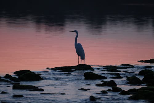 Fotobanka s bezplatnými fotkami na tému skalnatý breh, volavka biela, vták