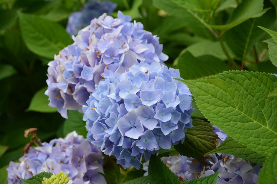 Endless Summer Hydrangeas: How to prune them without killing next year's blooms — step-by-step reference media