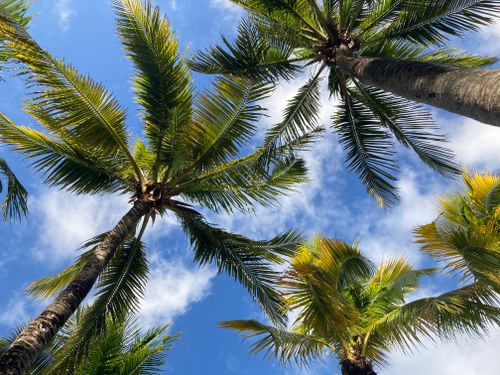 Free View looking up at towering palm trees with green fronds against a vibrant blue sky and fluffy white clouds in Mexico. Stock Photo