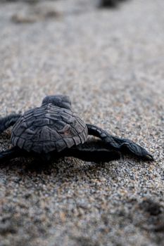 Close-up of a baby turtle crawling on sand with a blurred background.