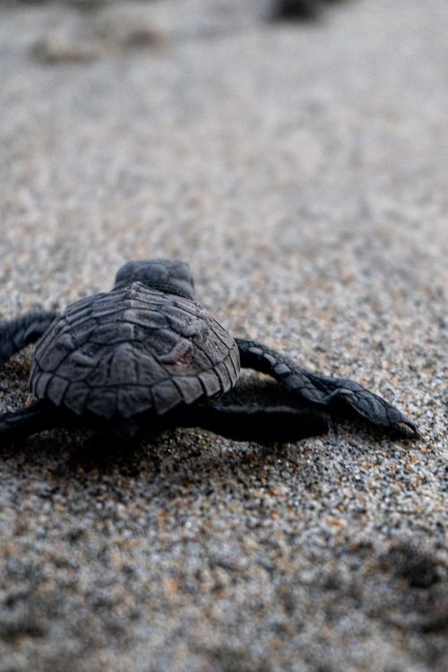Free Close-up of a baby turtle crawling on sand with a blurred background. Stock Photo