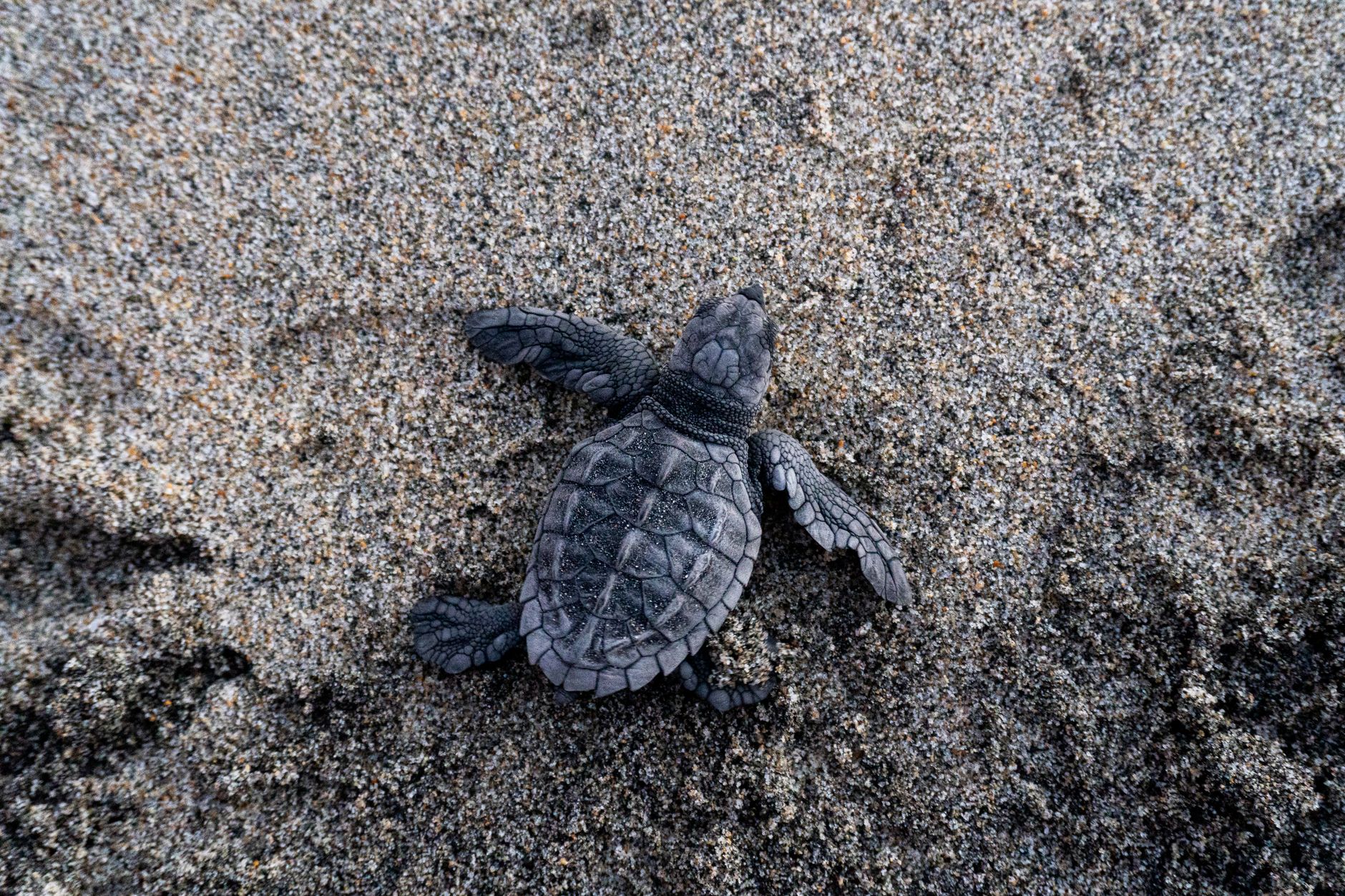 Loggerhead Turtles Facing Four-Pronged Climate Threats
