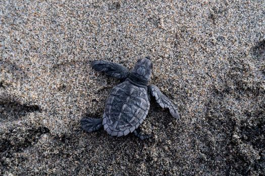 Loggerhead Sea Turtle on Beach Sand
