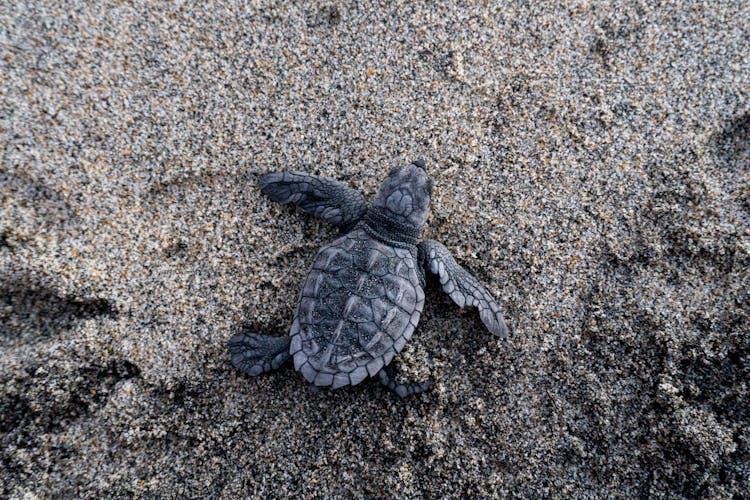 Loggerhead Sea Turtle On Beach Sand