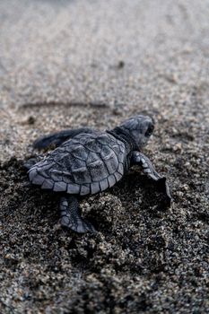 A baby sea turtle making its way across sandy terrain to the ocean.