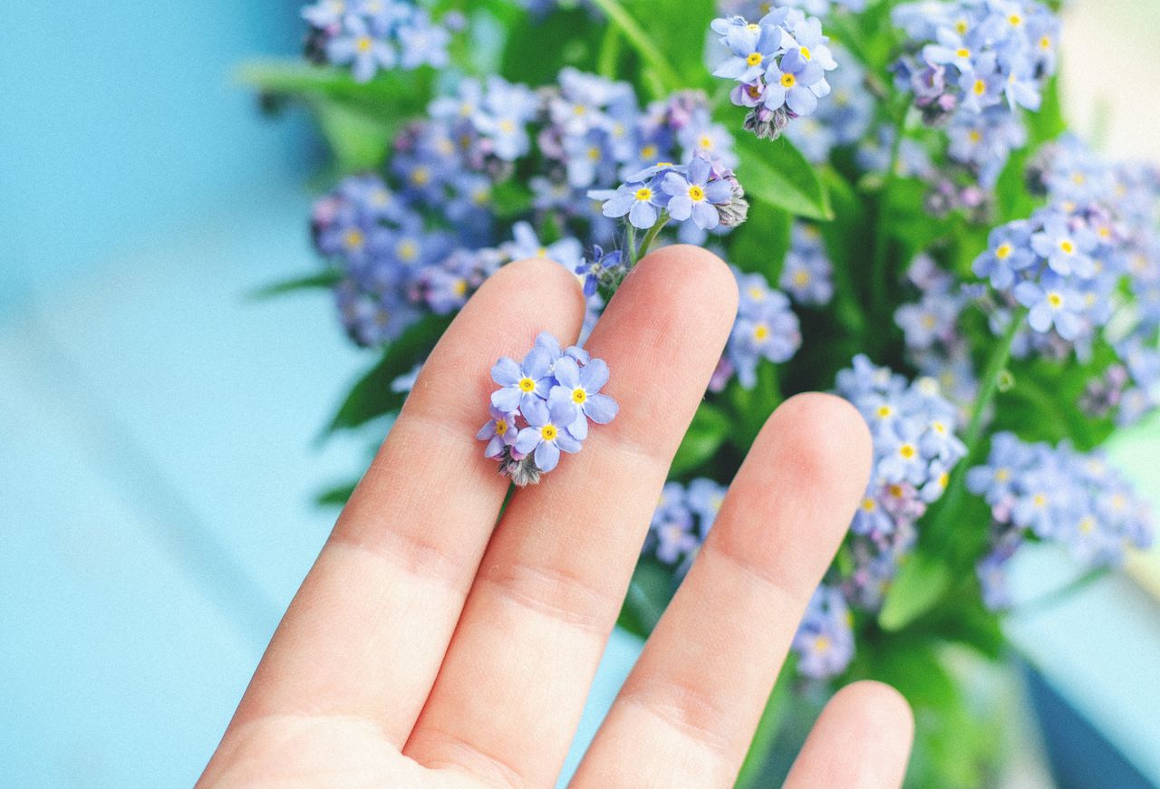 gentle hand holding a delicate forget me not flower against a blue bac
