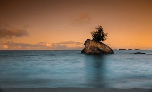 免费 布朗岩石与树在海洋中间 素材图片