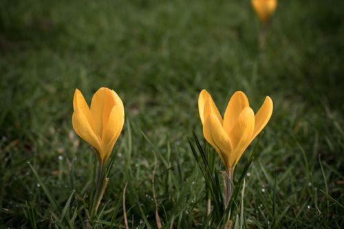 Free Close-up of yellow crocus flowers blooming in a green field, heralding spring. Stock Photo