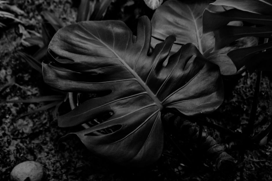 Artistic black and white image of a Monstera Deliciosa leaf showcasing natural beauty in monochrome.