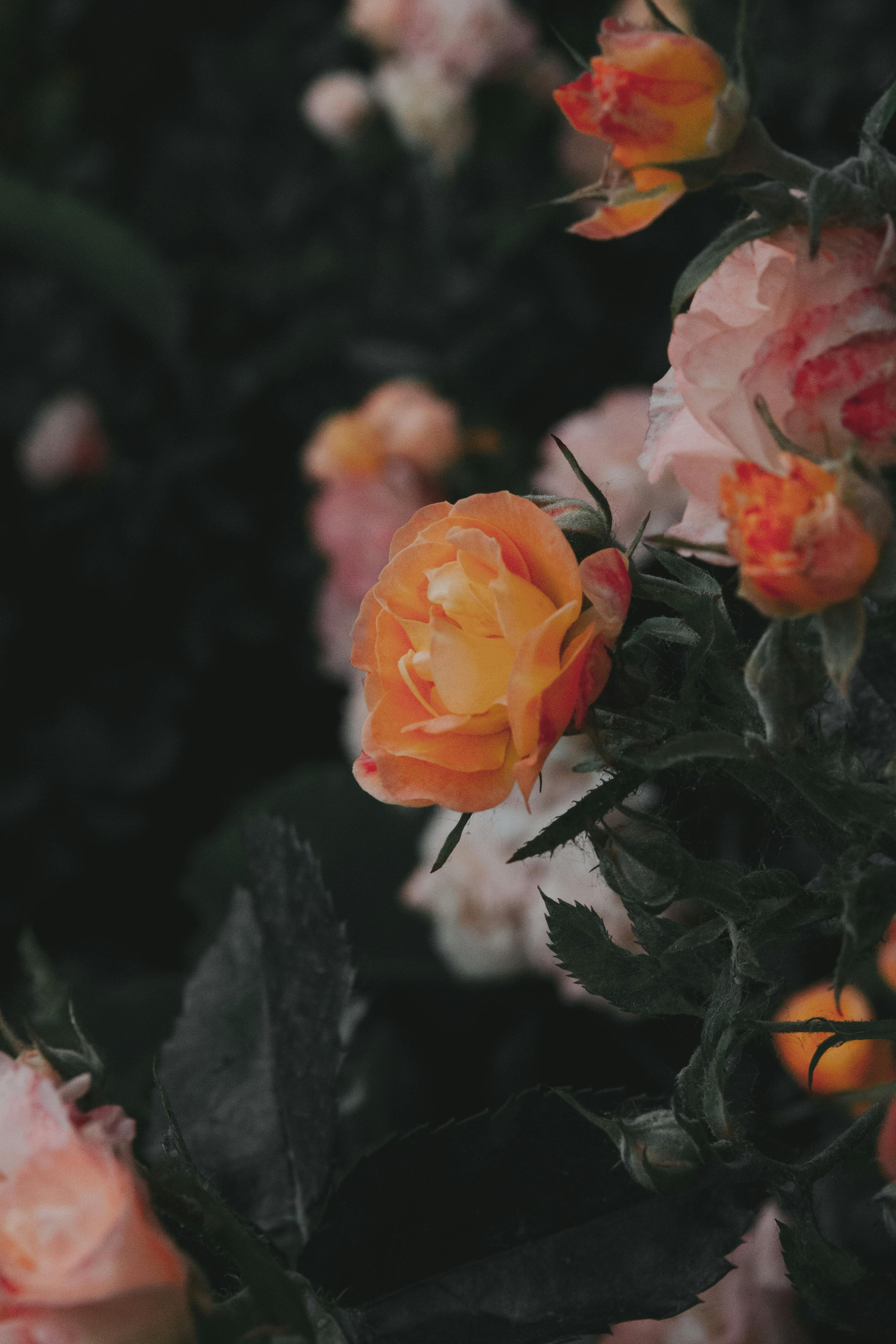 White Rock Rose Flower with Green Leaves · Free Stock Photo