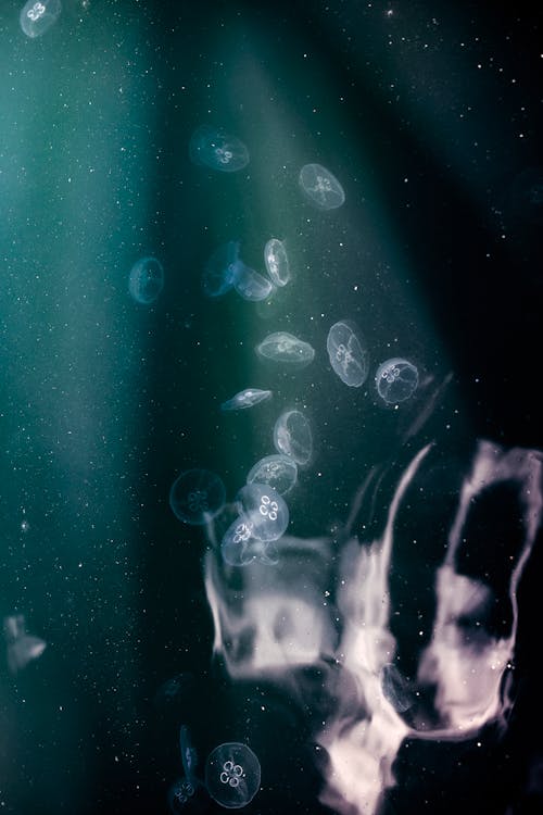 Бесплатное стоковое фото с Аквариум, вертикальный выстрел, водный