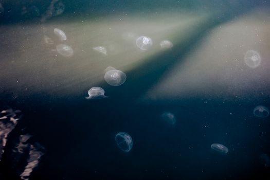 A Smack of Jellyfish Under the Sea with Light Rays