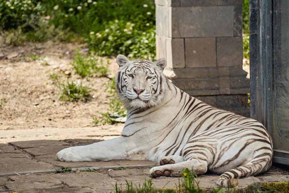 A White Tiger Lying on Ground