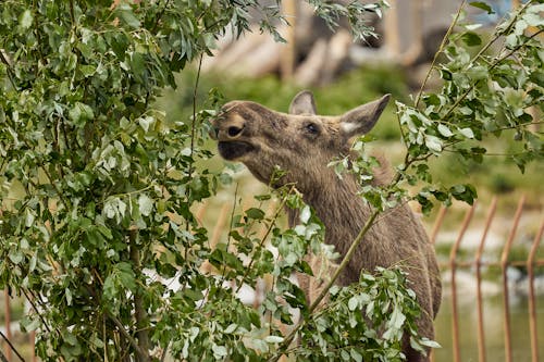 Photos gratuites de animal, élan, faune