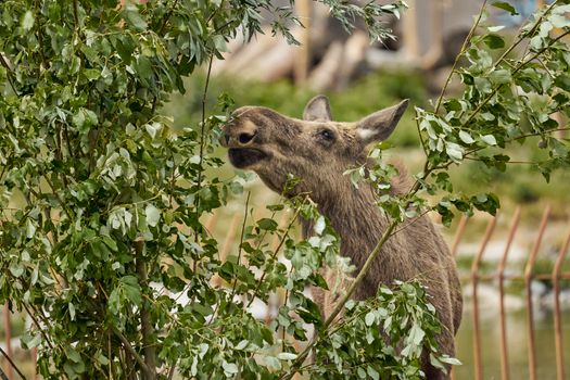 A moose enjoys a meal of fresh green leaves in a natural setting, surrounded by foliage.