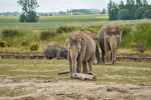 Elephants in Nature