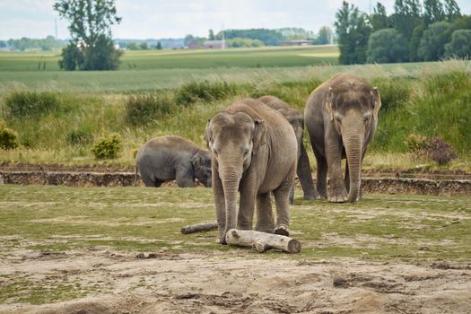 elephant photo