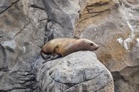 Seal on Gray Rock