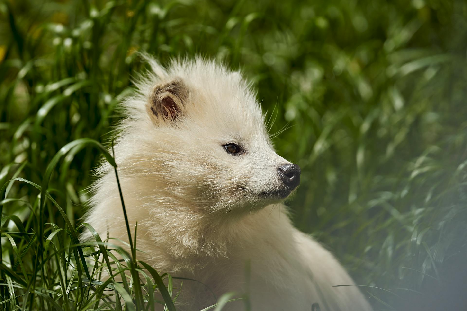 Common Raccoon Dog on Green Grass