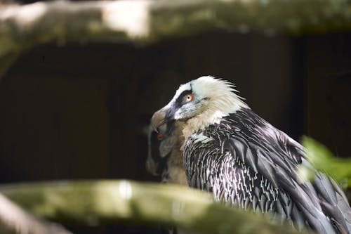 Fotos de stock gratuitas de águila, animales, ave de rapiña