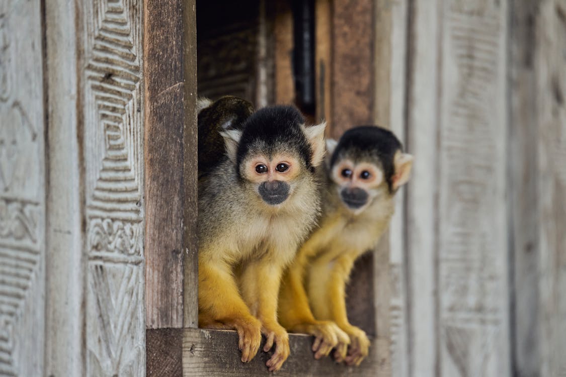 Monkey Pair Wooden Animal Monkey Pair Wooden Animal