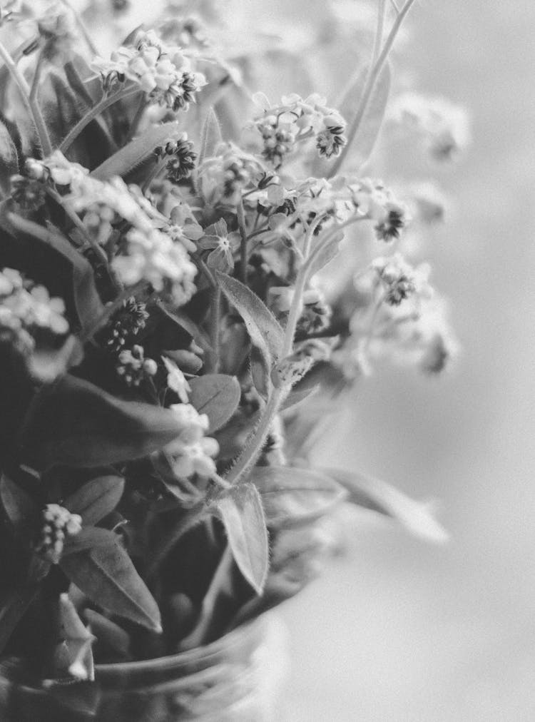 Grayscale Photo Of Plant