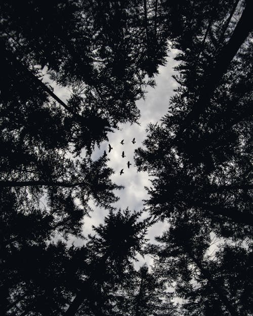 Foto De ángulo Bajo De árboles Y Pájaros Voladores